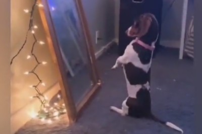 Mirror, Mirror on the Wall, Who's the Fluffiest of Them All? Dog's Hilarious Reflection Revelations!