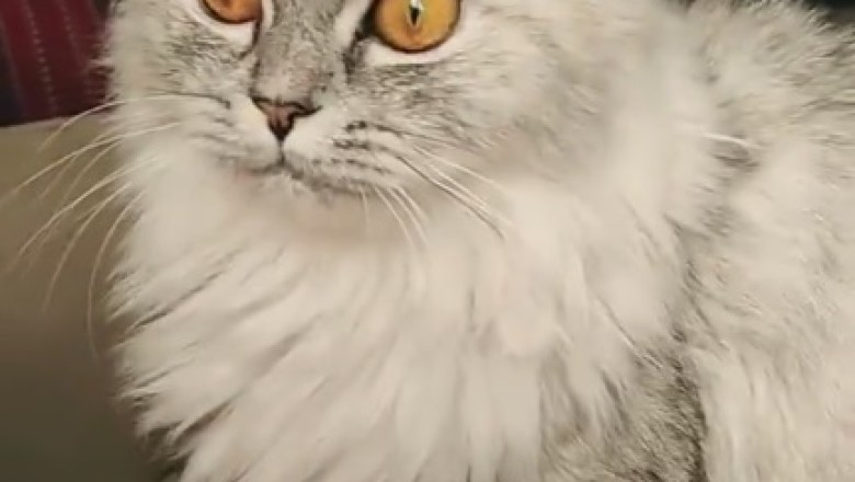 Purr-fectly Adorable: The Cutest Cat you'll see today!