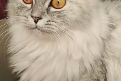 Purr-fectly Adorable: The Cutest Cat you'll see today!