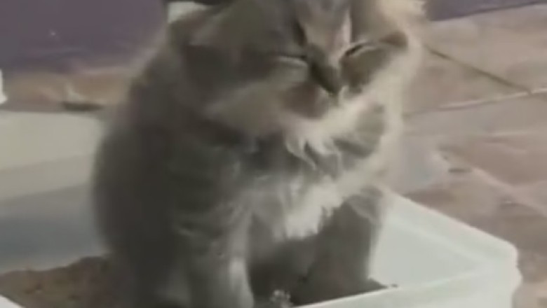 Sleepy Beauty: Hilarious Adventures of a Kitten Trying to Nap!