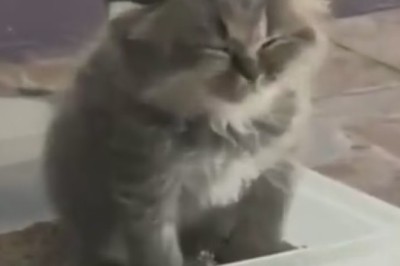 Sleepy Beauty: Hilarious Adventures of a Kitten Trying to Nap!