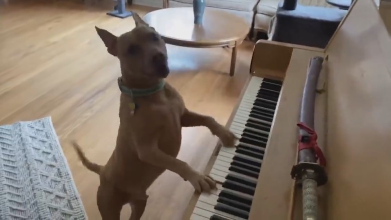The Ultimate Compilation of Hilarious Pets: Get Ready to LOL!