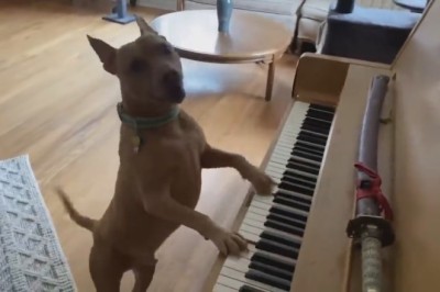 The Ultimate Compilation of Hilarious Pets: Get Ready to LOL!