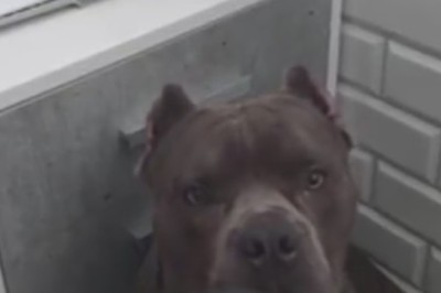 Top Dog of Obedience: Hilarious Video of a Dog Following Orders Goes Viral!