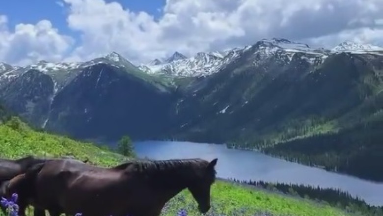 Unleashing the Hoofed Hilarity: Horses Go Wild in Pasture!