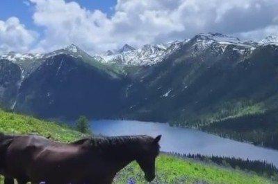 Unleashing the Hoofed Hilarity: Horses Go Wild in Pasture!