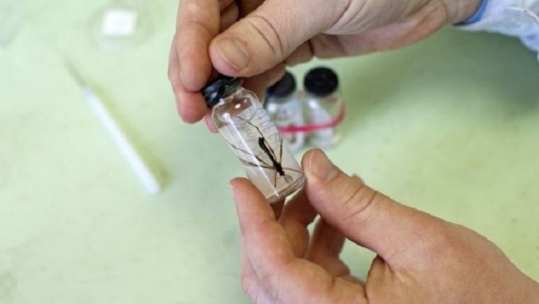 Unveiling Nature's Superheroes: The Astonishing Resilience of African Mosquito Larvae!