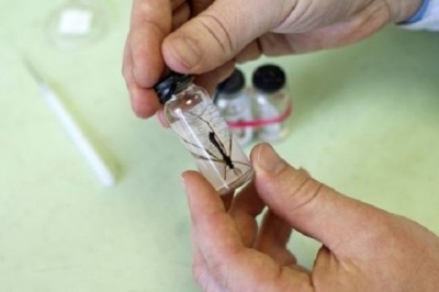 Unveiling Nature's Superheroes: The Astonishing Resilience of African Mosquito Larvae!