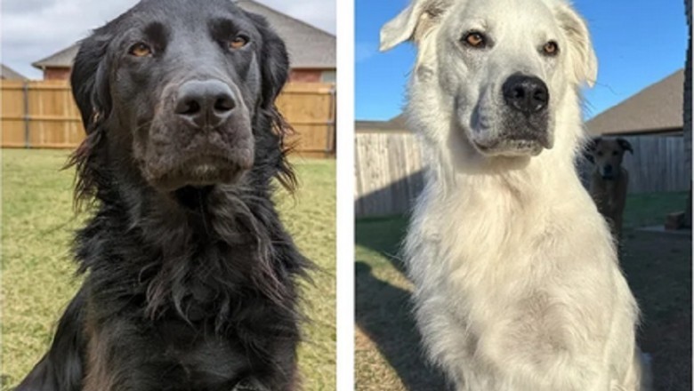 Watch the Incredible Transformation of Buster the Dog from Black to White - A Story of Resilience and Beauty!