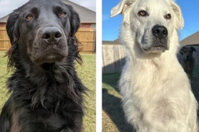 Watch the Incredible Transformation of Buster the Dog from Black to White - A Story of Resilience and Beauty!