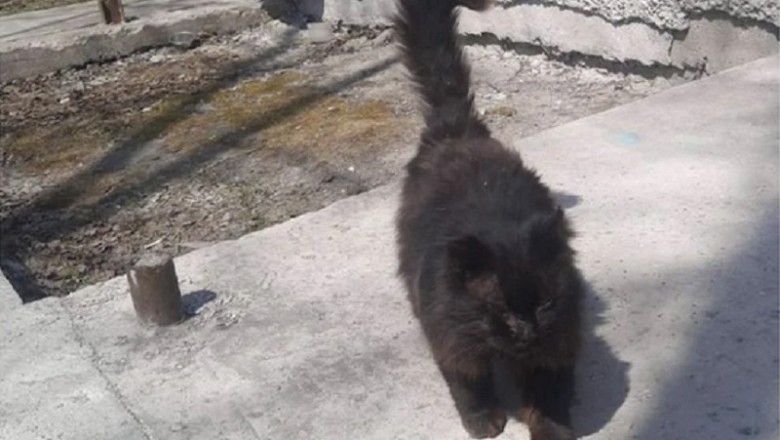 Heartwarming Tale of a Homeless Cat's Annual Visit to Vet Clinic Melts Hearts!