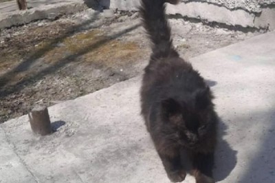 Heartwarming Tale of a Homeless Cat's Annual Visit to Vet Clinic Melts Hearts!