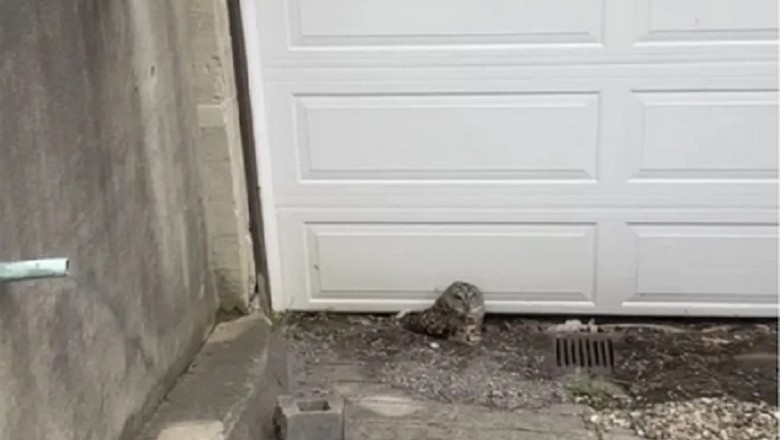 Plumber's Heroic Rescue of Injured Owl Goes Viral: Heartwarming Story Touches Hearts Worldwide
