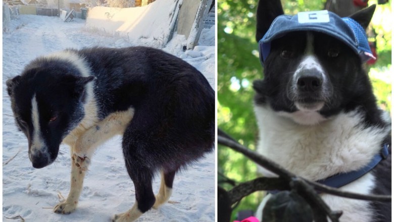 The Incredible Sacrifice of Karatik: A Dog's Harrowing Tale of Survival