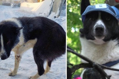 The Incredible Sacrifice of Karatik: A Dog's Harrowing Tale of Survival