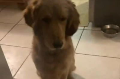 Hilarious Video: Dog Goes Crazy for Fun!