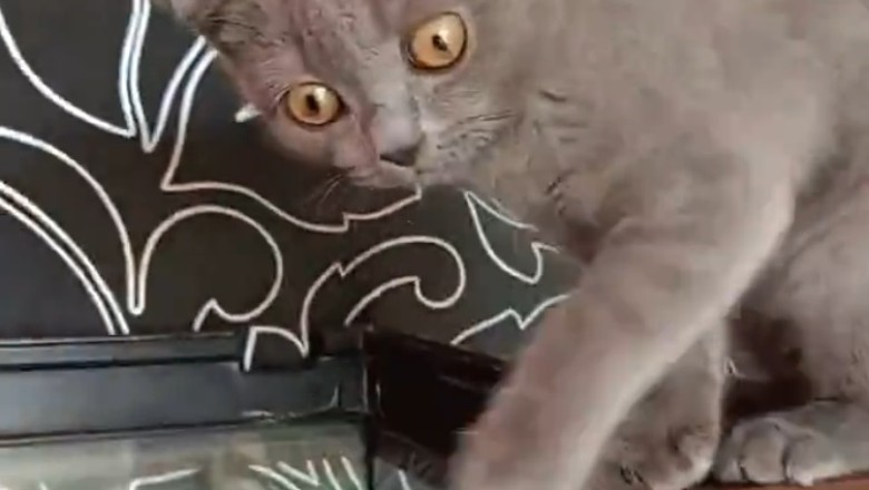 Mesmerizing Gray Cat: A Sight to Behold!