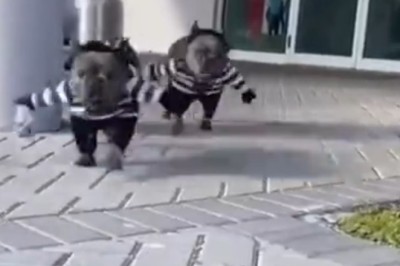 Pawsitively Hilarious: Watch Two Dogs Go Woof Wild in This Funny Video!