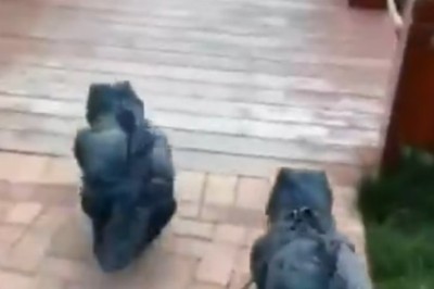 Roar-Some Comedy: Two Little Dinosaurs Steal the Show in This Hilarious Video!