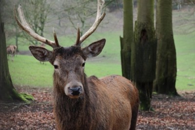 Watch: Moose Stops Cars on Canadian Road for Unexpected Request!