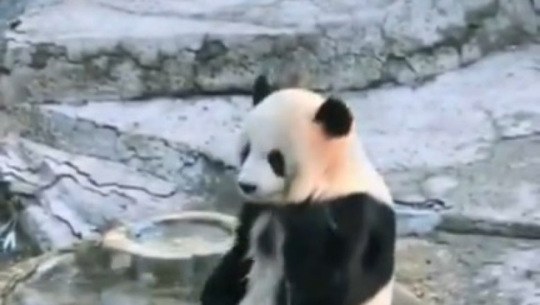 Adorable Pandamonium: Watch This Hilarious Panda Put on a Show While Bathing Outdoors!