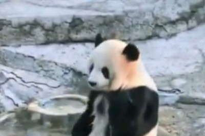Adorable Pandamonium: Watch This Hilarious Panda Put on a Show While Bathing Outdoors!