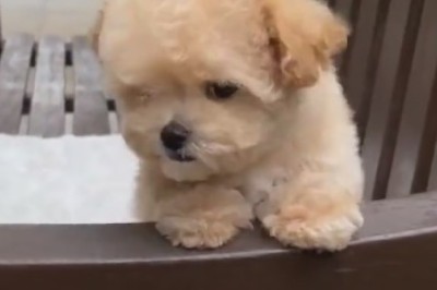 Canine Comprehension: Hilarious Video of a Dog's Deep Understanding Leaves Everyone Barking with Laughter!