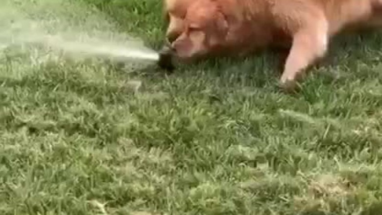 Comedy Duo Alert: Two Dogs Take on the Sprinkler Showdown!