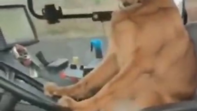 Doggo Drives Bulldozer?! Watch Hilarious Shenanigans Unfold in this Pawsitively Funny Video!