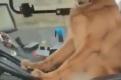 Doggo Drives Bulldozer?! Watch Hilarious Shenanigans Unfold in this Pawsitively Funny Video!