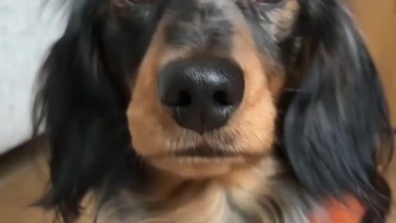 Equestrian Paws: Dog Channels Inner Cowboy in Hilarious Horseback Ride!