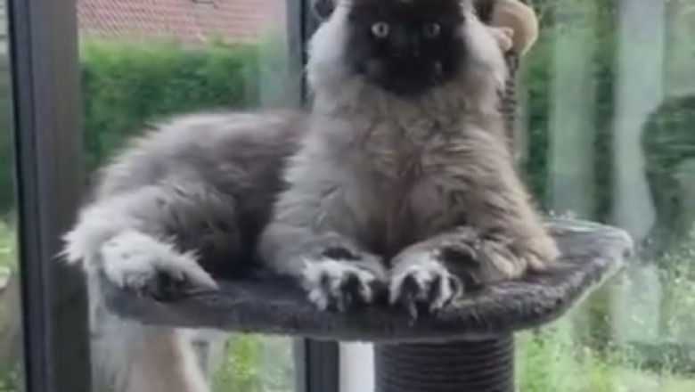 Fur-tastic Feline Fun: Meet the 'Hairy Houdini' Cat with an EPIC Tail!