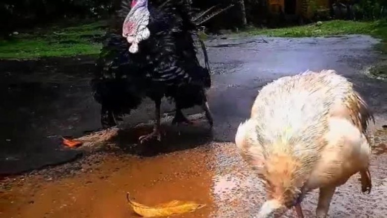 Gobble Giggles: Bronze Turkey's Hilarious Exclamations Leave Everyone in Stitches!