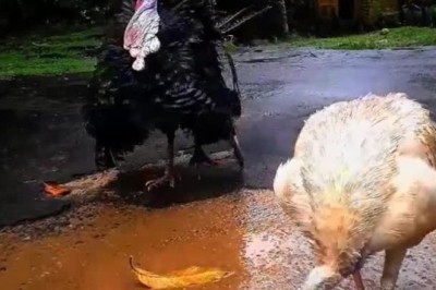 Gobble Giggles: Bronze Turkey's Hilarious Exclamations Leave Everyone in Stitches!