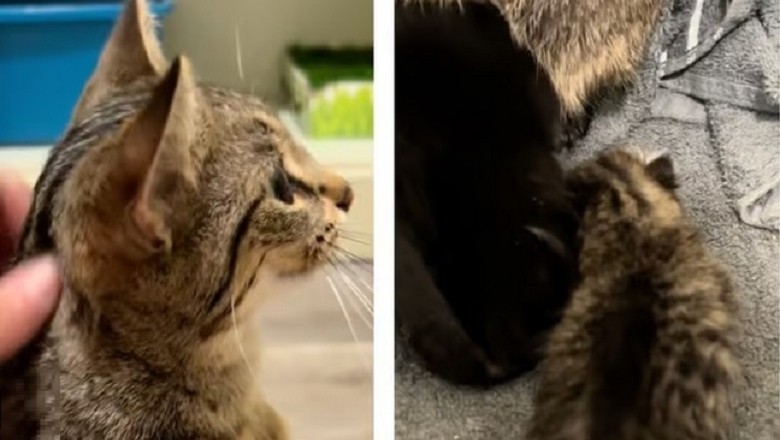 Heartbreaking Tale: Woman Takes Kittens from Mother Cat with Shocking Reason