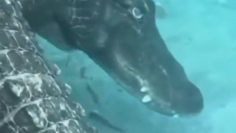 Hilarious Encounter: Crocodile Goes Underwater Crazy!