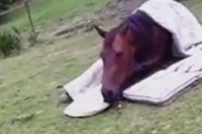 Horsing Around: Equine Sleepover Shenanigans With a Comfy Mattress Surprise!