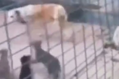 Leapin' Paws: Watch this Adorable Dog Conquer Mini-Hurdles with Maximum Cuteness!