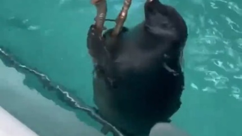 Meet the Musical Mutt: Watch This Sea Dog Slay the Trumpet!