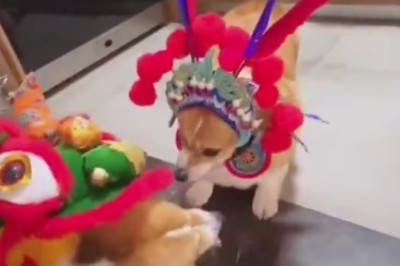 Mirror, Mirror, Who's The Goodest Boy of Them All? - Hilarious Hijinks Ensue as House Dog Meets His Mirror Reflection!