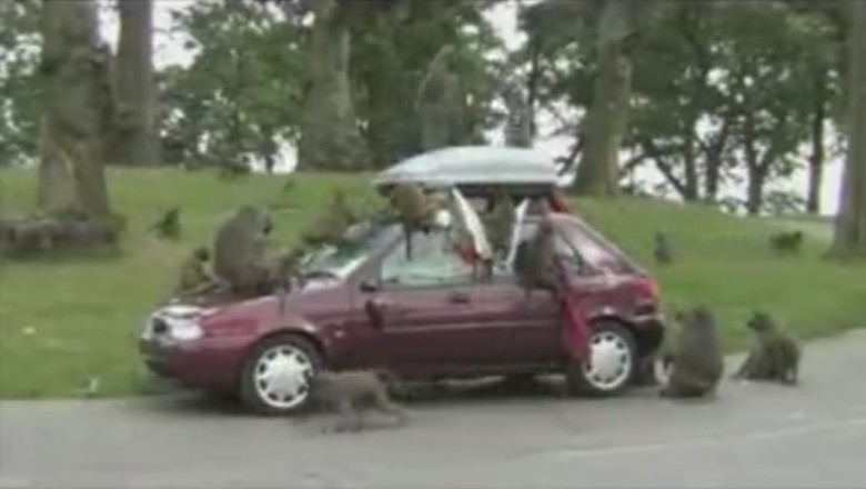 Monkey Business: Gang of Cheeky Primates Go Bananas Breaking Into Car on the Road!