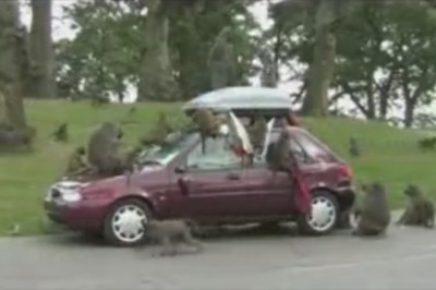 Monkey Business: Gang of Cheeky Primates Go Bananas Breaking Into Car on the Road!
