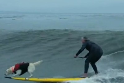 Pawsitively Hilarious! Dog and Owner Make Waves in the Sea with Double the Fun!
