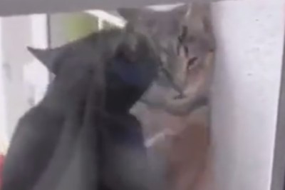 Purr-fectly Human: Hilarious Cats Mimic Relationship Dynamics in the Funniest Way!