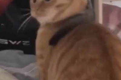 Reptilian Fashion: Feline Model Rocks the Latest Lizard Accessory Trend!