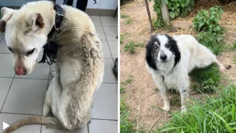 Rescue Mission: Emaciated Dogs Fed Bread and Water Saved in Heart-Wrenching Ordeal