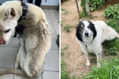 Rescue Mission: Emaciated Dogs Fed Bread and Water Saved in Heart-Wrenching Ordeal