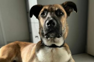 Resilience Rewarded: Curtis the Malinois Mix Seeks His Forever Family