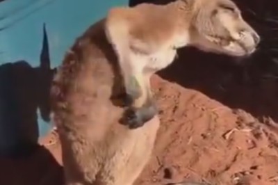 Tiny Trouble: Adorable Kangaroo Kicks Up a Storm in Hilarious Frustration!