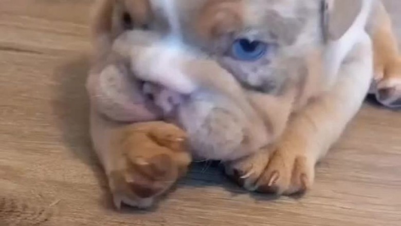 Tiny Tumbleweed Terrorizes the Wild West: Hilarious Small Prairie Puppy Shenanigans!